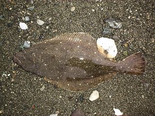 2000�N1��2���\�Q�Q