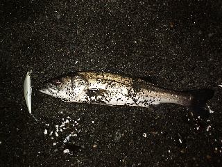 2000�N2��12���t�b�R�@�T�W����