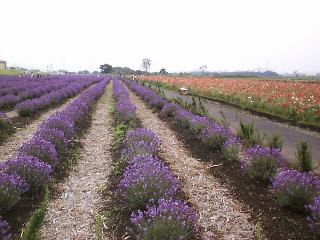 ���x���_�[���|�s�[