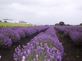 ���x���_�[