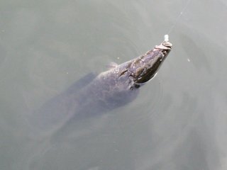 ���ˁ`���ւ���