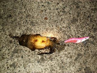 �J�n���X�̃R���b�P�T�C�Y