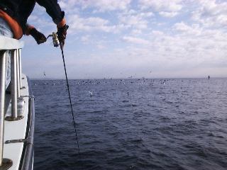 �J���p�`�̃i�u��