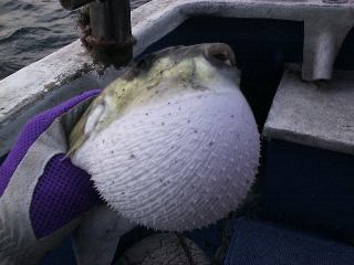 �{��̃T�o�t�O