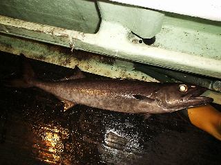 �o�����c