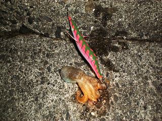 ���ނ�^�R�I�I