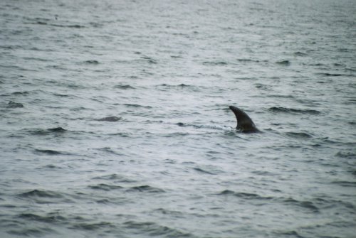 �I�L�S���h�E