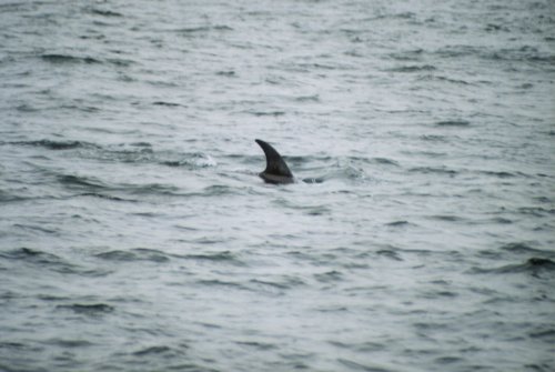 �I�L�S���h�E