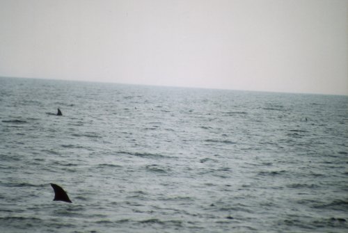 �I�L�S���h�E