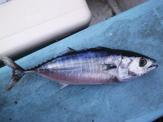 ���W�}�O��