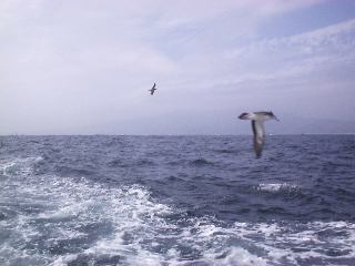 ���A�[���P���g��