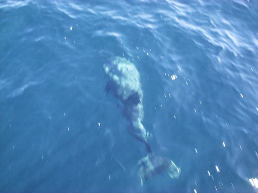 �X�C�~���O�C���J�I