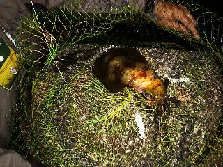 �A�I���C�J