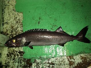 �o�����c