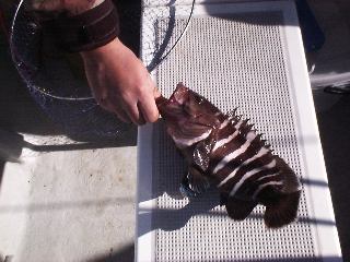 �t�b�R����GET�̃}�n�^