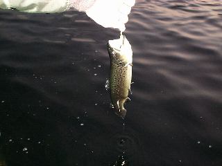 �u���E��