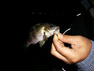 2���ځ@���T�C�Y�t�o