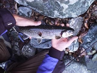 �~�m�[���P�����C���i