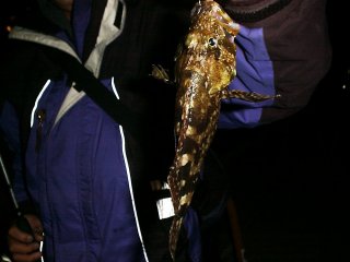 �`����������f�d�s�̃J�T�S