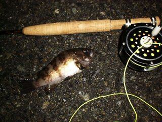 �t���C�ɂď��Q�b�g���o��