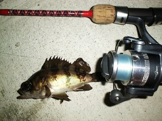 �t�@�[�X�g