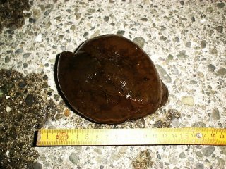 ���[��E�~�E�V