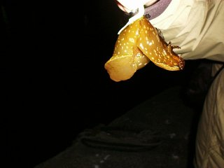 �E�~�E�V�Q