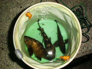 kiyo����̃��o�����J�T�S