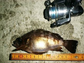 ���o���P