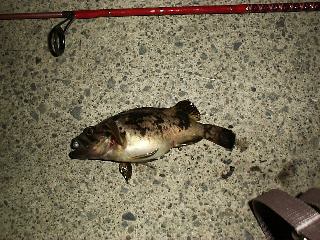 ���o���Q