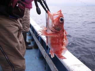 �m�h�N���J�T�S