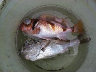 �V�����c���I�L���o��