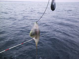 ��̐����H