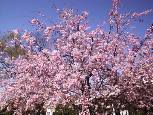 �l���̎}����