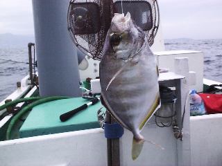 �J�C����