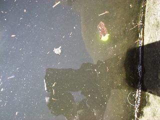 ���ރE�L�@�q�b�g��