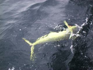 ��������V�C���ł��B