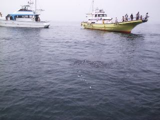 ���͊ہ����E�G���