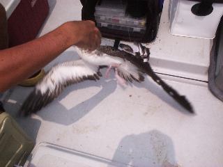 PE�ŃL���X�g����ƁE�E�E�B