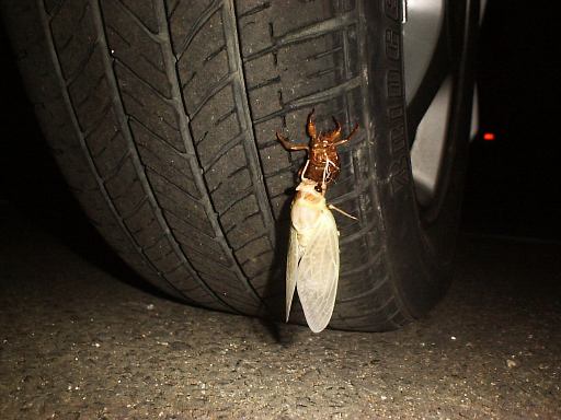 �A�u���Z�~