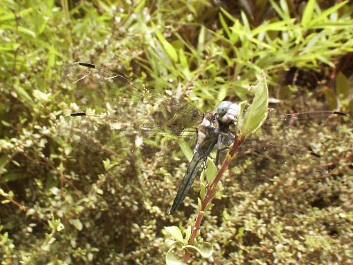 �V�I�J���g���{