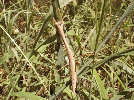 �J�}�L���̎q��