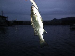 �q���Z�C�S