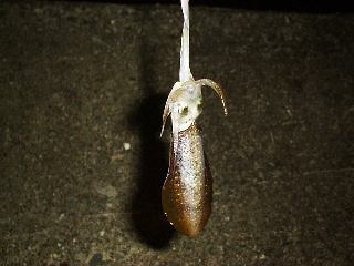 �A�I���C�J