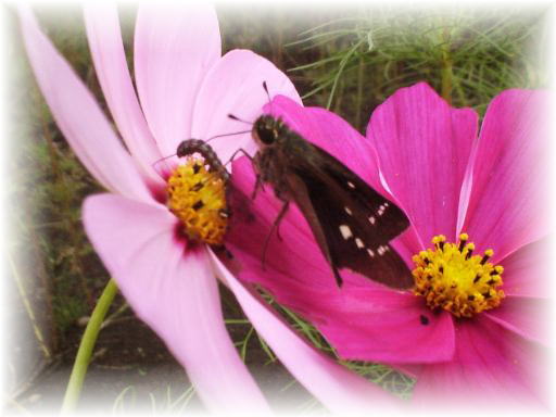 �C�`�����W�Z�Z��