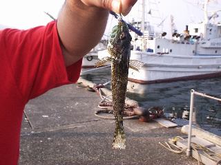 �A�i�n�[�P