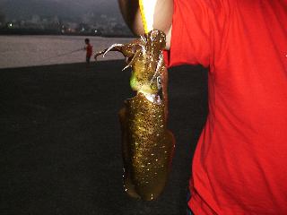 �A�I���C�J�Q