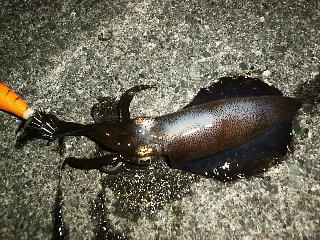 �A�I���C�J�S