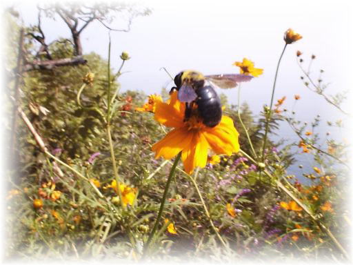 �N�}���o�`