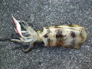 �A�I���C�J